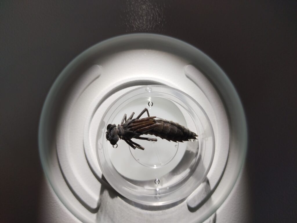 analyse hydrobiologie animal